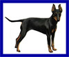 Click here for more detailed Manchester Terrier breed information and available puppies, studs dogs, clubs and forums